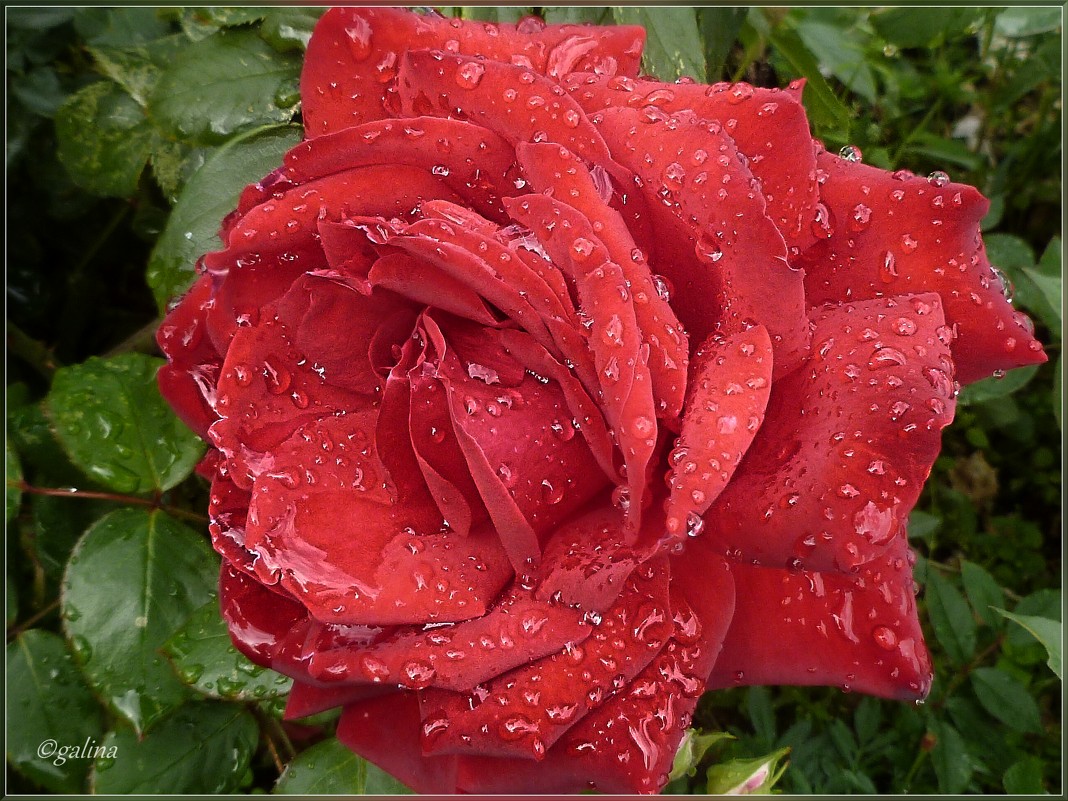 Роза осенняя - galina tihonova