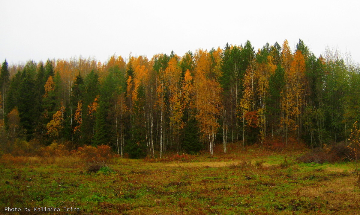 Осень в Малых Корелах - Ирина 