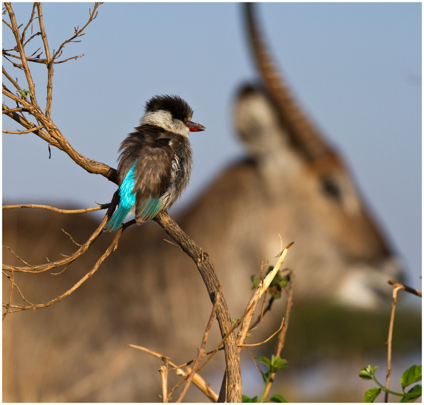 Kingfisher - Елена Жукова