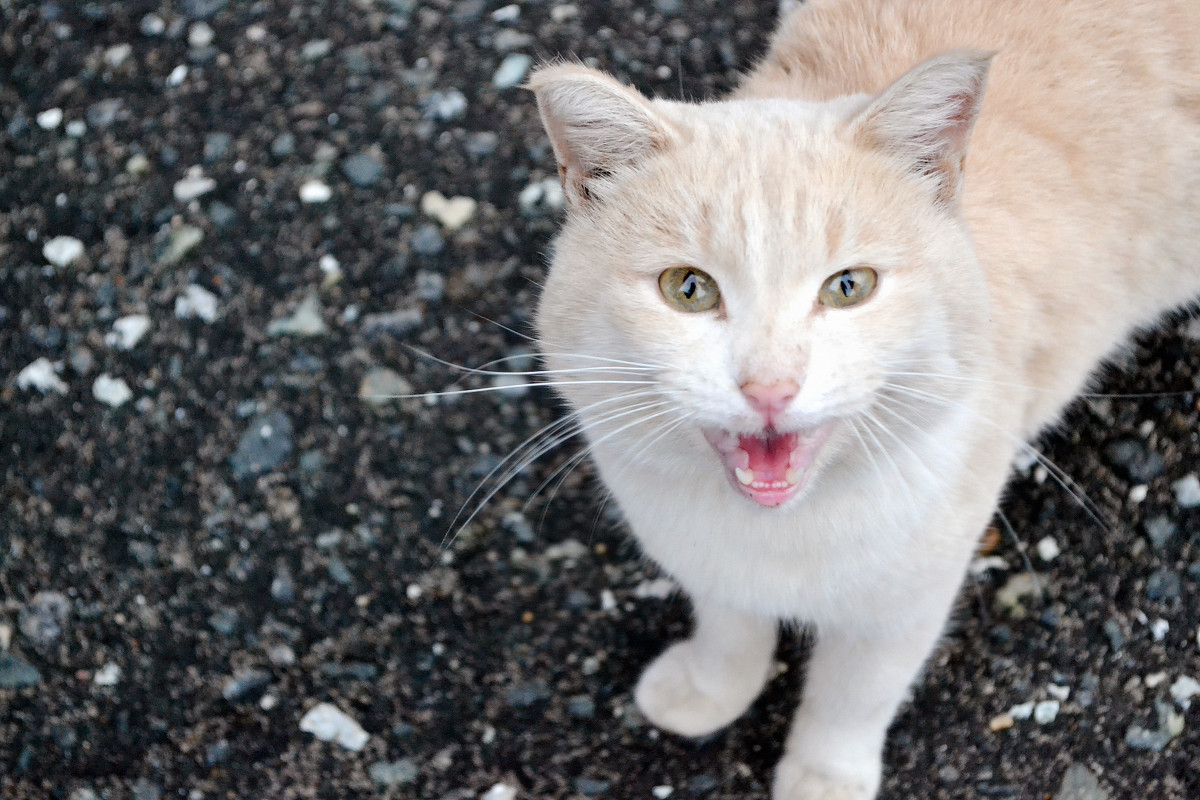 teeth cat - Марина M