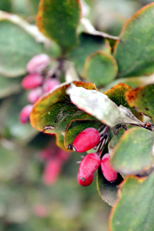 barberry - Марина M