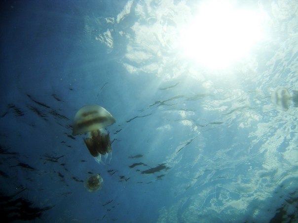медуза - валерия мамбетова