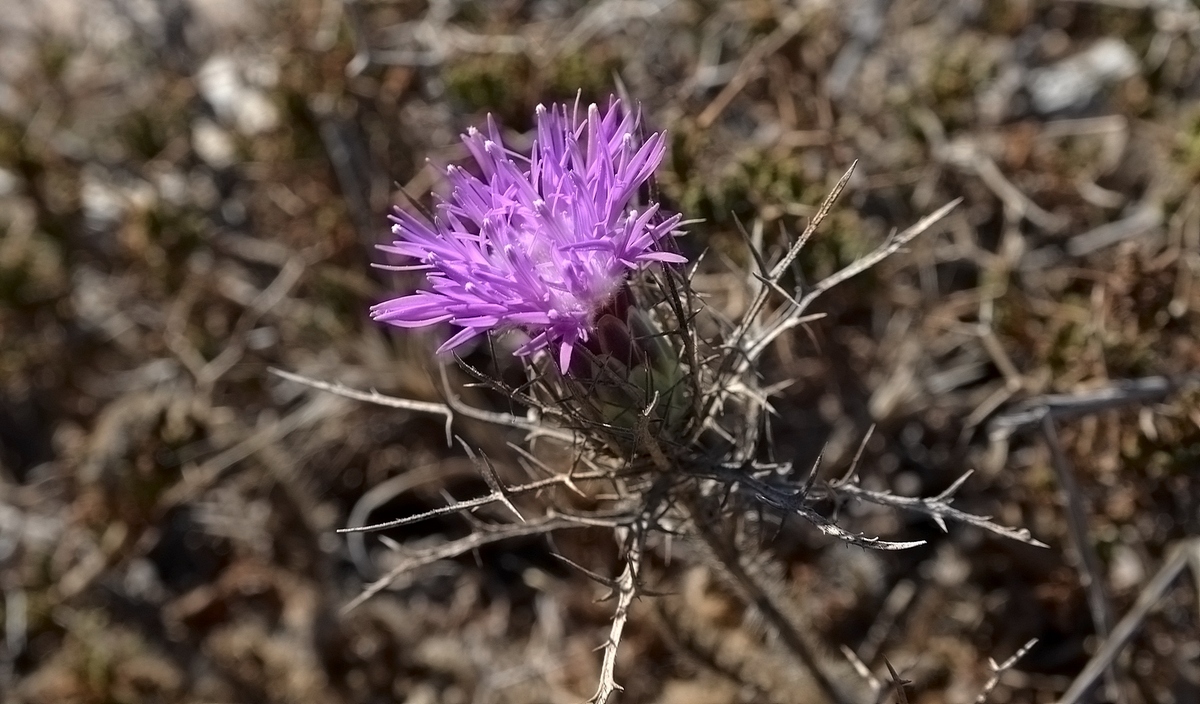 Atractylis comosa – Атрактилис хохлатый – חורשף מצוייץ - Борис Ржевский