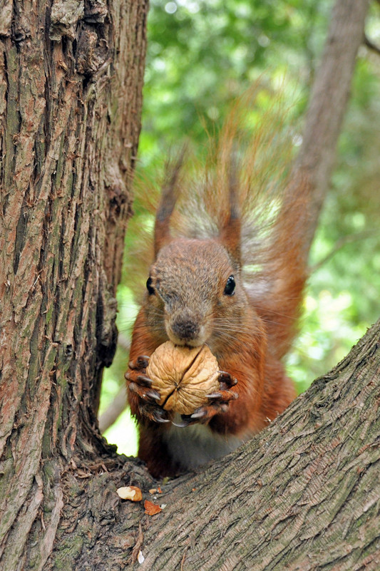 The Squirrel with nut again - Roman Ilnytskyi