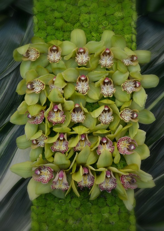 Орхидеи цимбидиум. - Ольга 