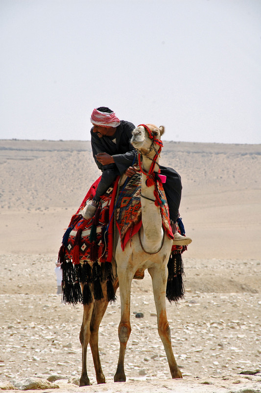 Бедуин - Arximed 