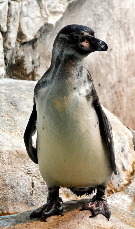 пингвин - Сергей Басов