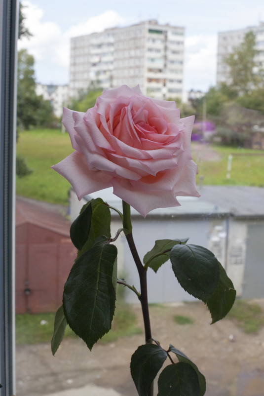 Розовая роза - Екатерина Калашникова