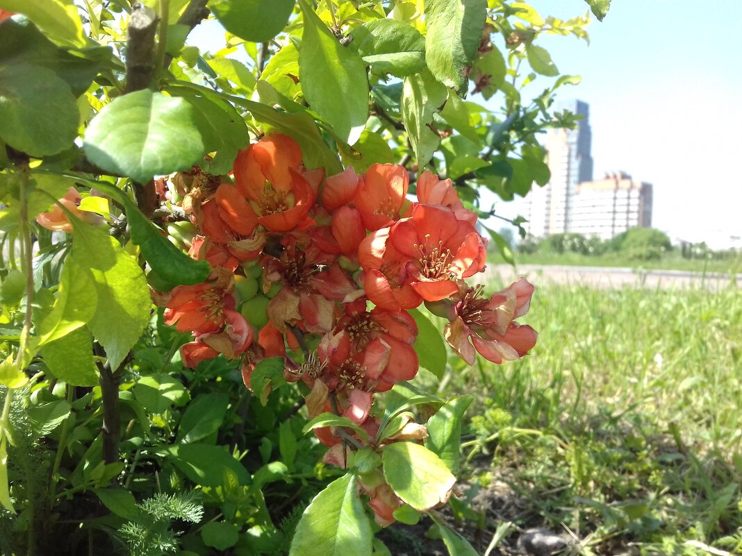 Хеномелес - Сапсан 