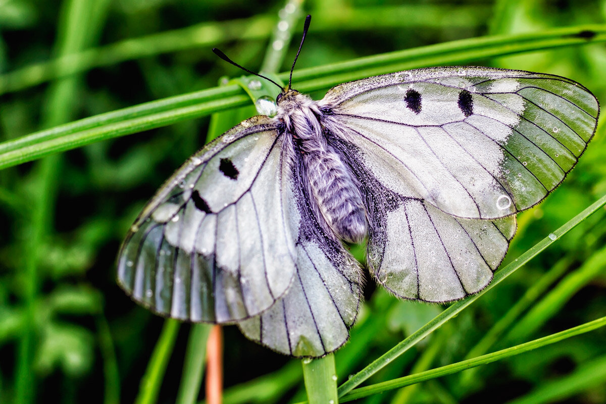 Бабочка утром в траве - Юрий Стародубцев