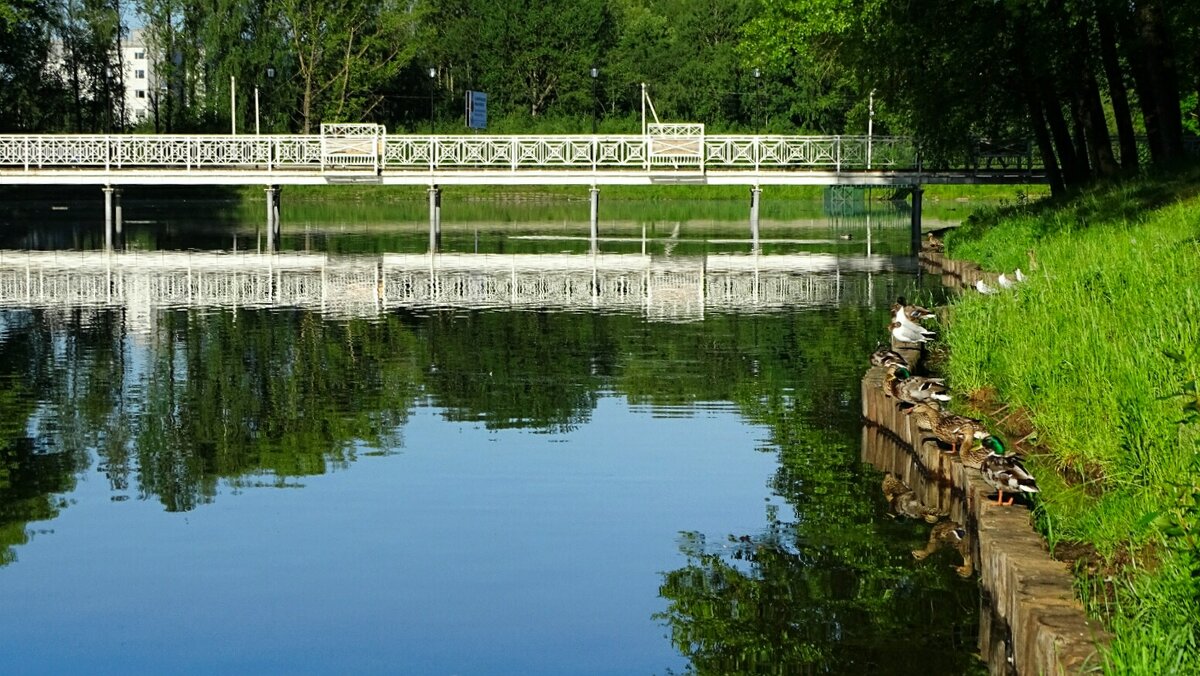 Водоплавающие сохнут на солнышке. - Милешкин Владимир Алексеевич 