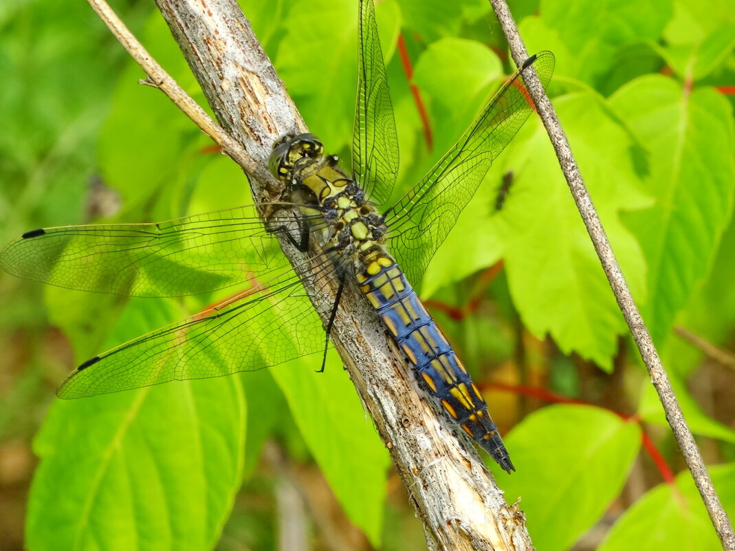 Orthetrum cancellatum  - Black-tailed Skimmer, female.  Стрекоза f решётчатая [большая голубая] - ivan 