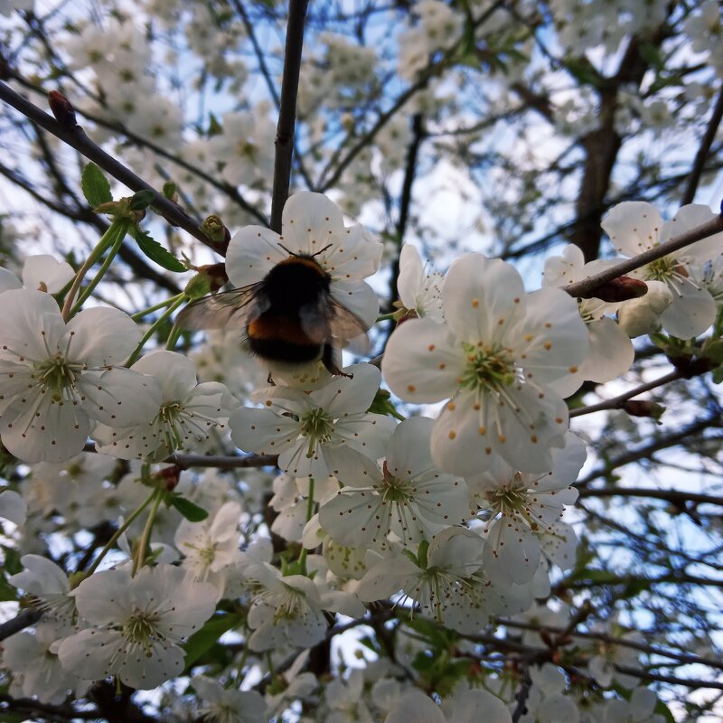 Цветы вишни - Lijka 