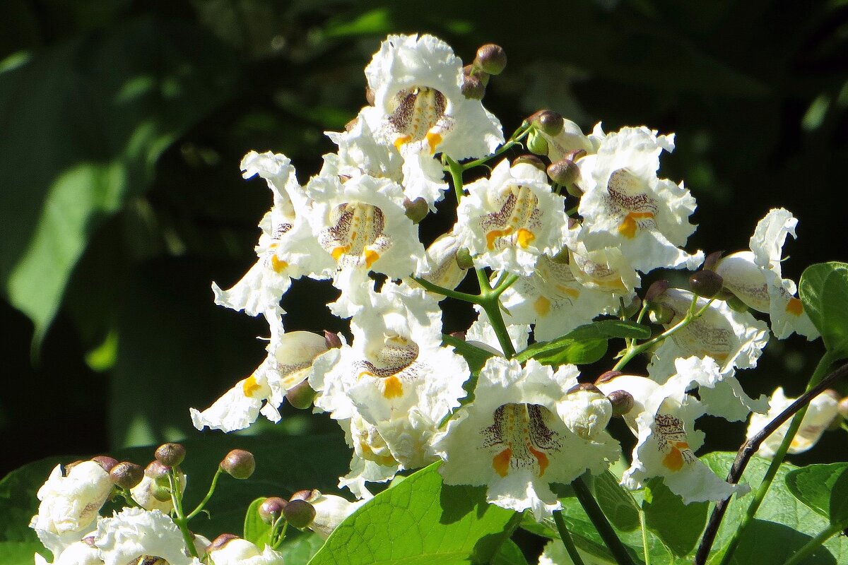 Белые цветки катальпы собраны в рыхлые прямостоячие соцветия - Татьяна Смоляниченко