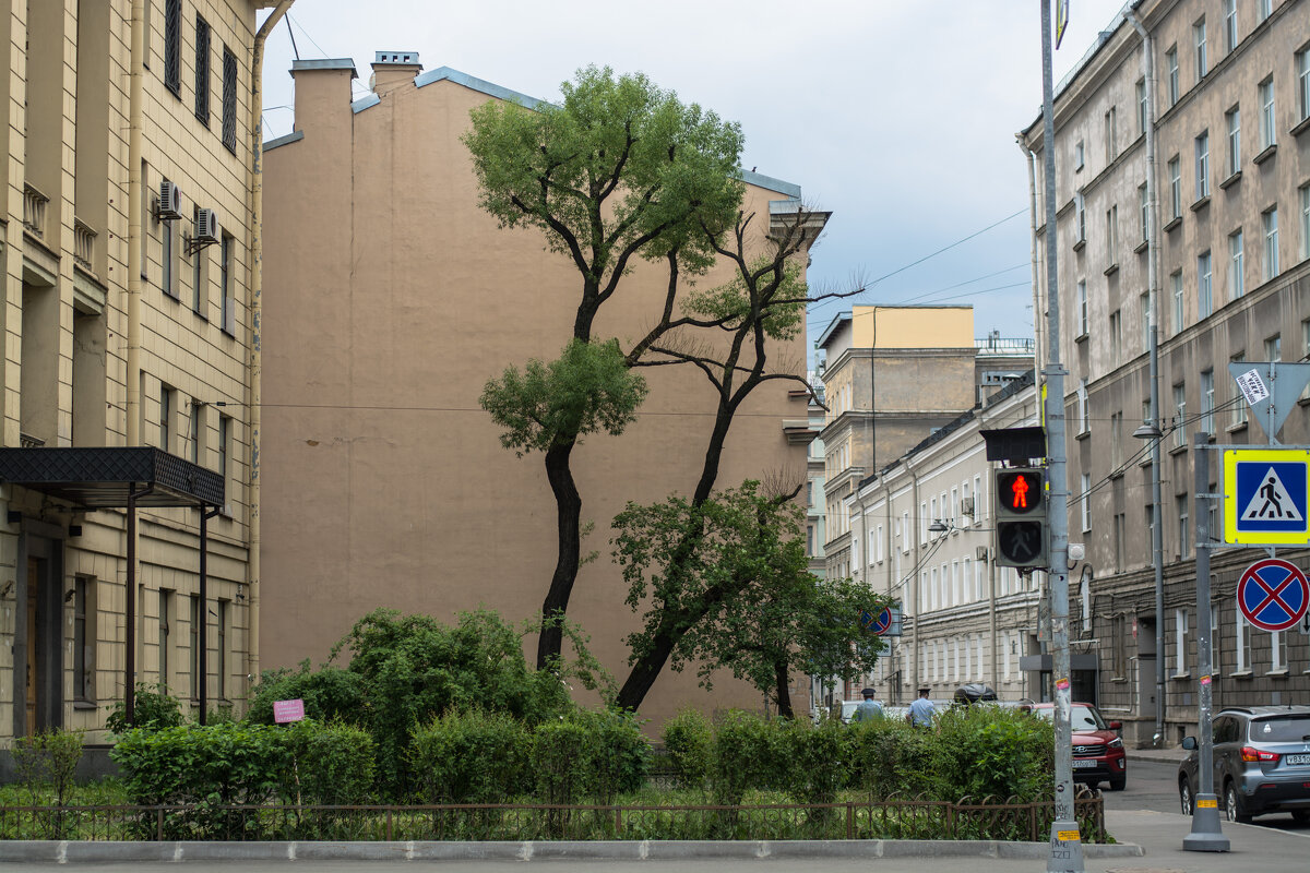 Просто дерево в переулке - Наталья Левина