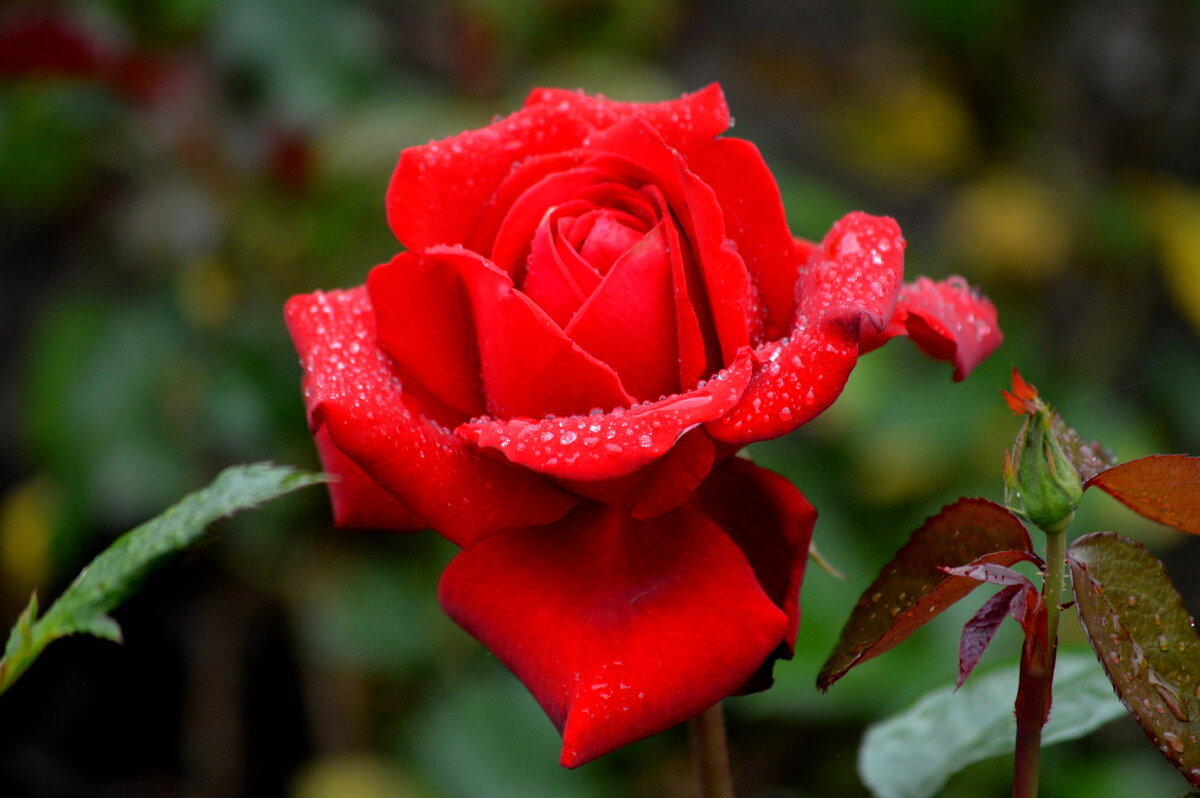 Эта роза открыла розовый сезон в моём саду - Татьяна Лютаева