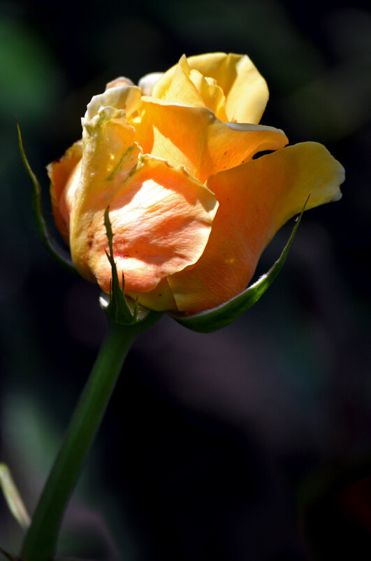 Жёлтые розы, пыл отношений... - Nina Streapan