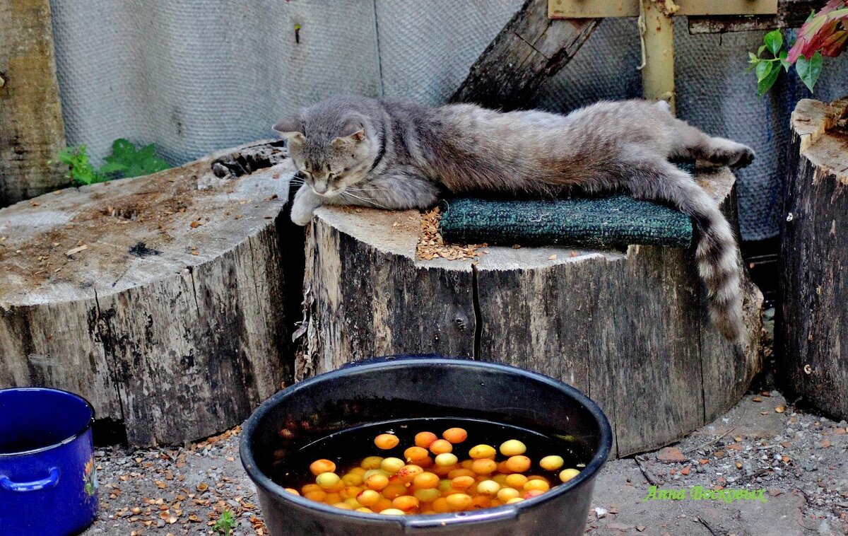 "Хозяйка, не кошачье это дело, абрикосы мыть!" - Восковых Анна Васильевна 