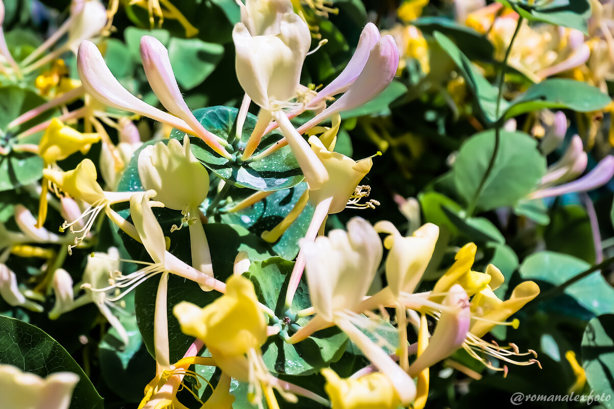 Каприфоль (Lonicera caprifolium) - Роман Алексеев