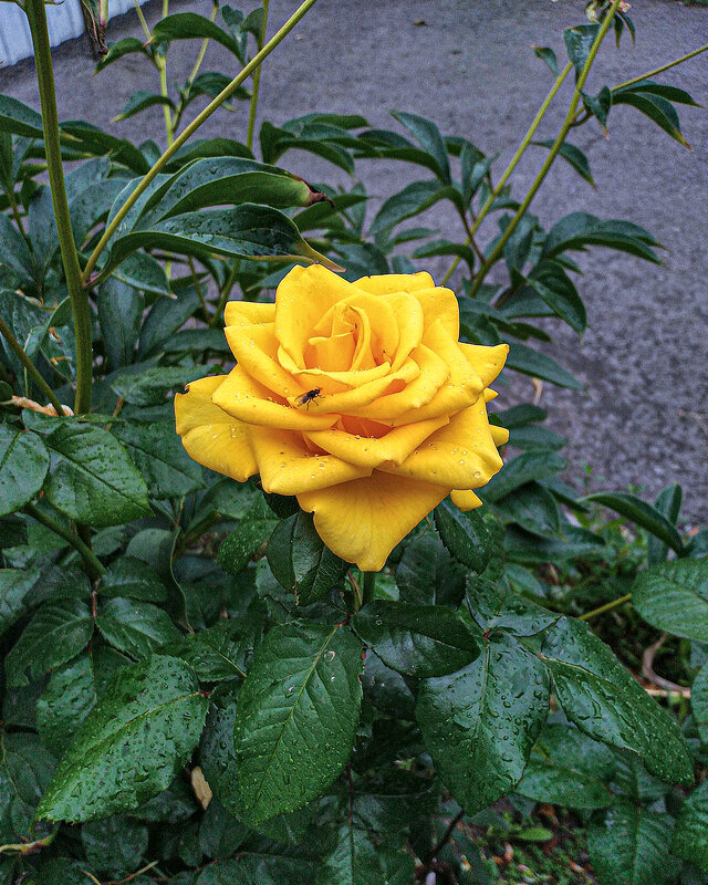 Жёлтая роза - Сергей К. 