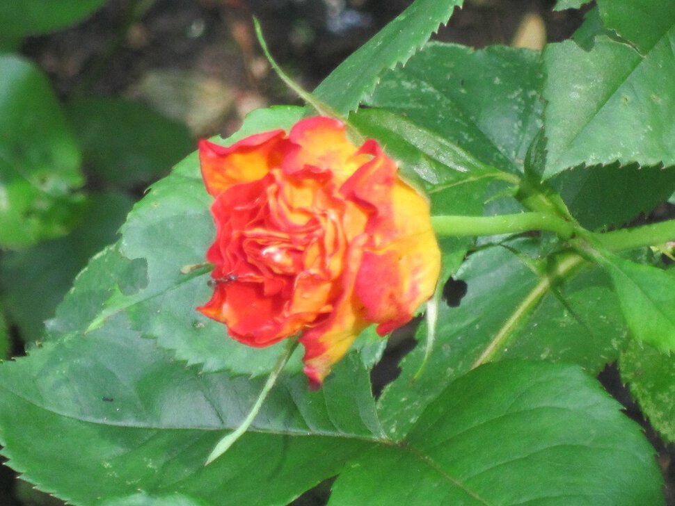 Красно-жёлтая роза - Дмитрий Никитин