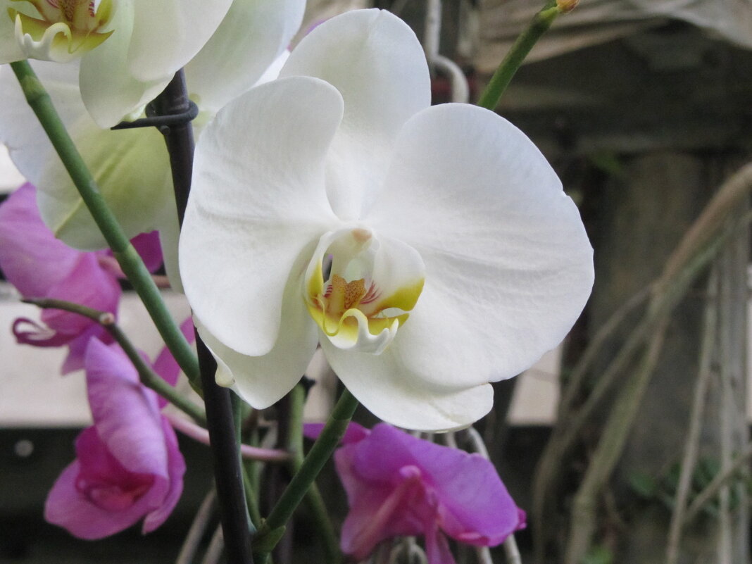Орхидеи - Герович Лилия 