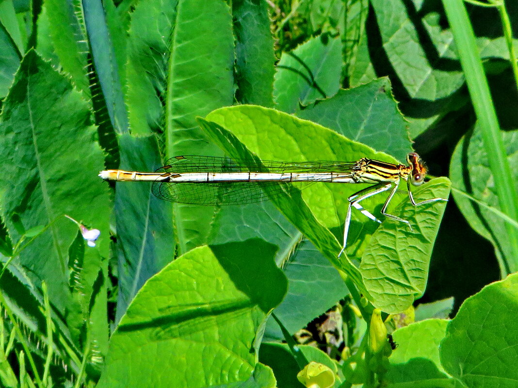 Плосконожка обыкновенная (лат. Platycnemis pennipes) Самка. - ivan 