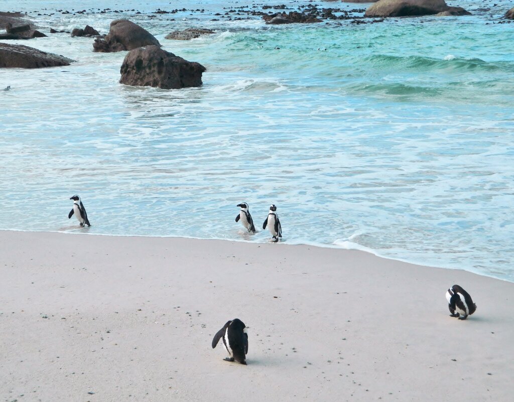 Пингвины на пляже Болдерс - Андрей K.