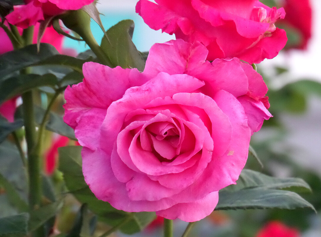 Роза цвета pink - MarinaKiseleva 