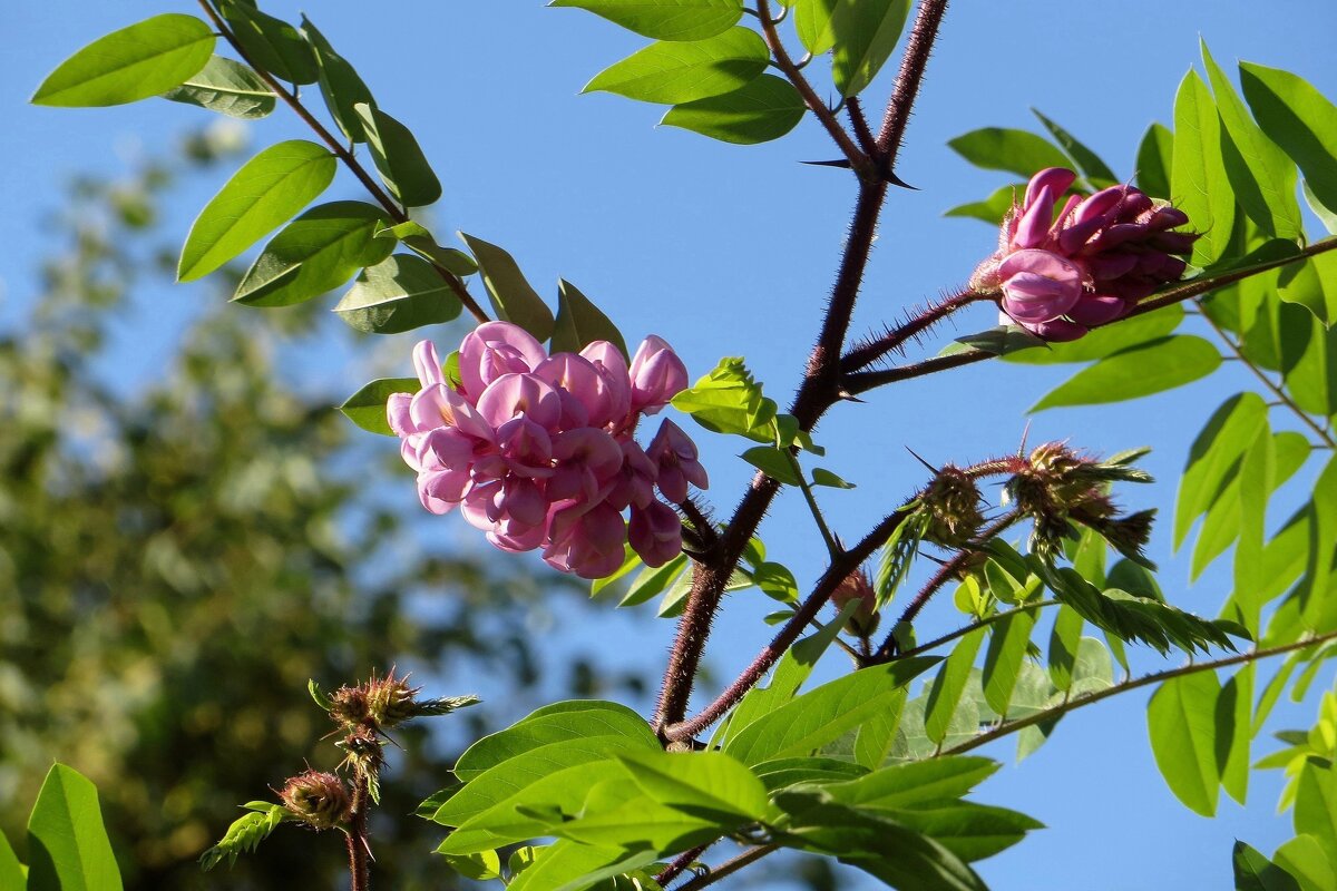 После весеннего цветения розовая акация делает паузу в цветении и потом снова зацветает - Татьяна Смоляниченко