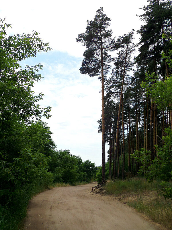 Сосна, дорога, небо - MarinaKiseleva 