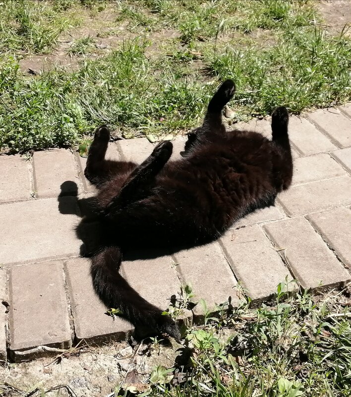 Игры кота с солнцем и тенью) - Тамара Бедай 