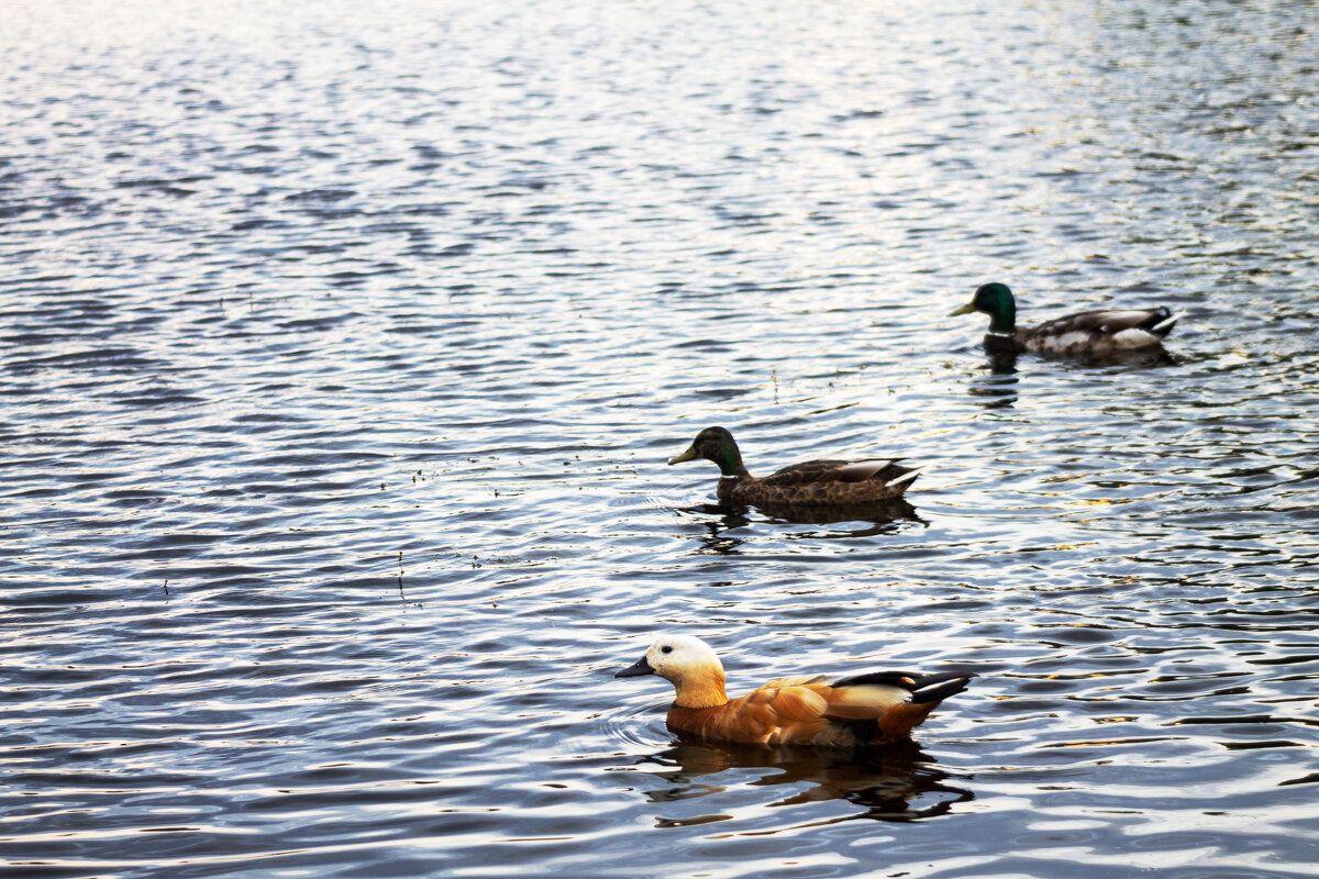 Ducks - Елизавета Коломенцева