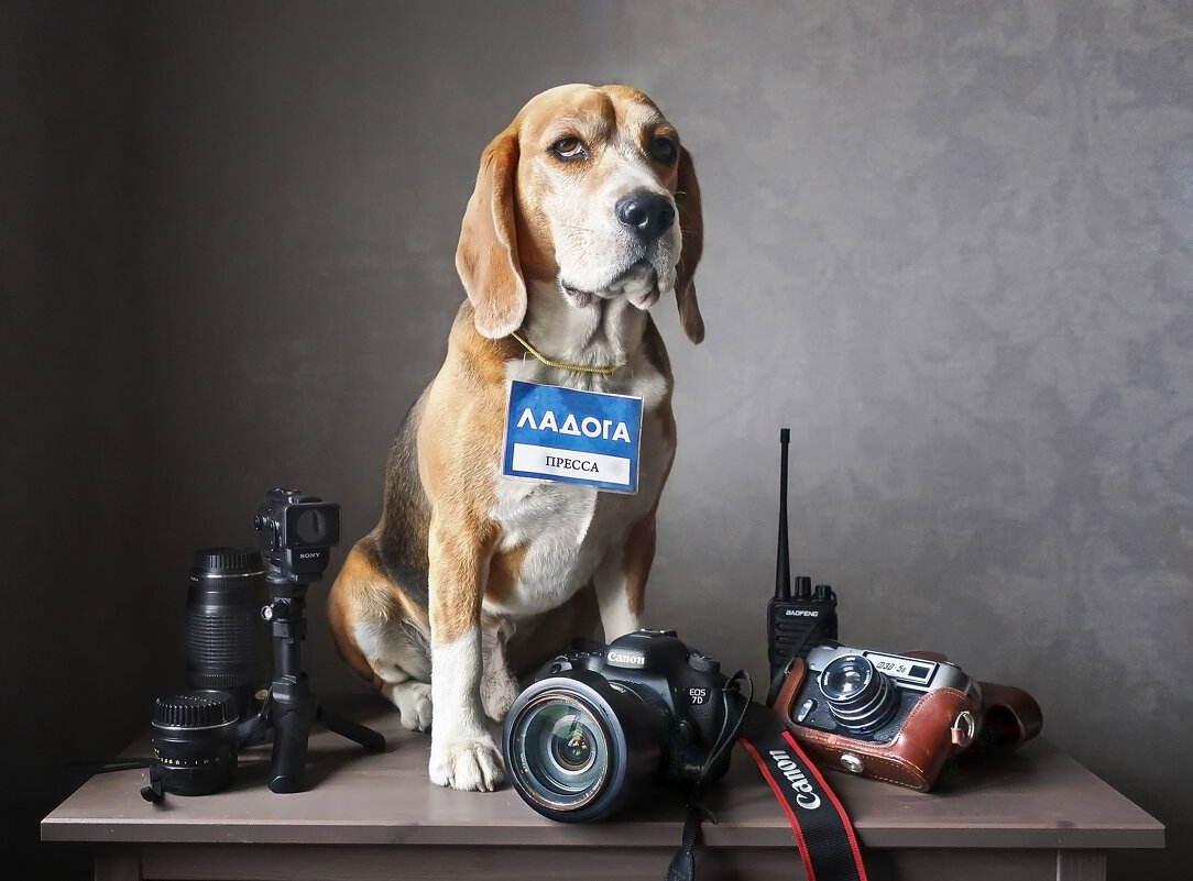 Пёс фотографа. Он же блоХер и краевед - Тата Казакова