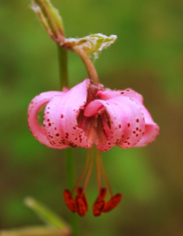 лесной цветок - ольга хакимова