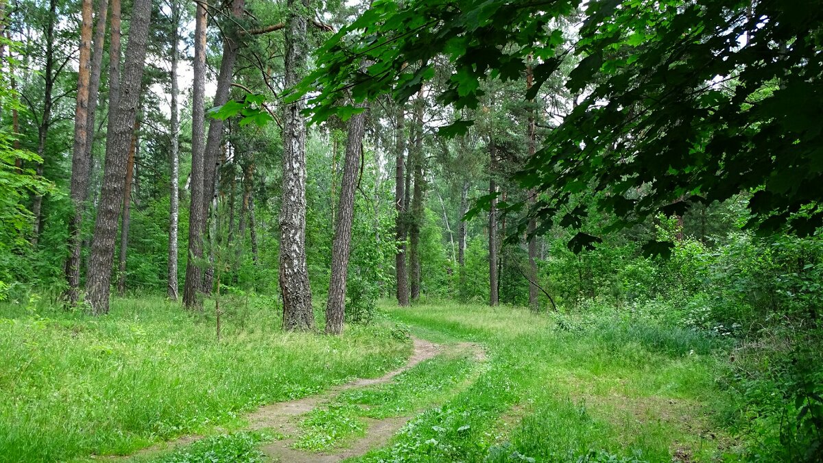 В лесу под Смоленском - Милешкин Владимир Алексеевич 