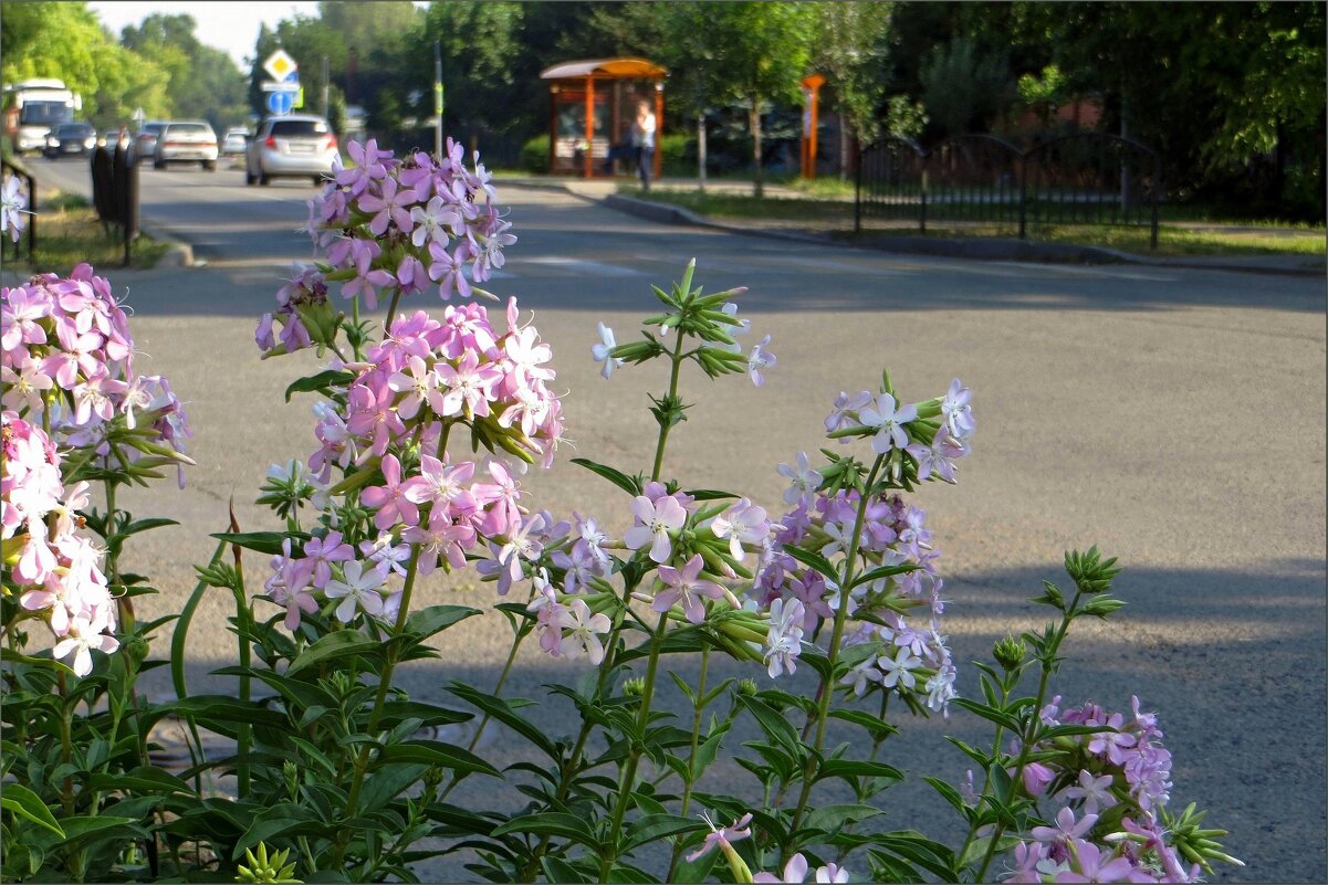 Течёт июльская жара... - Татьяна Смоляниченко