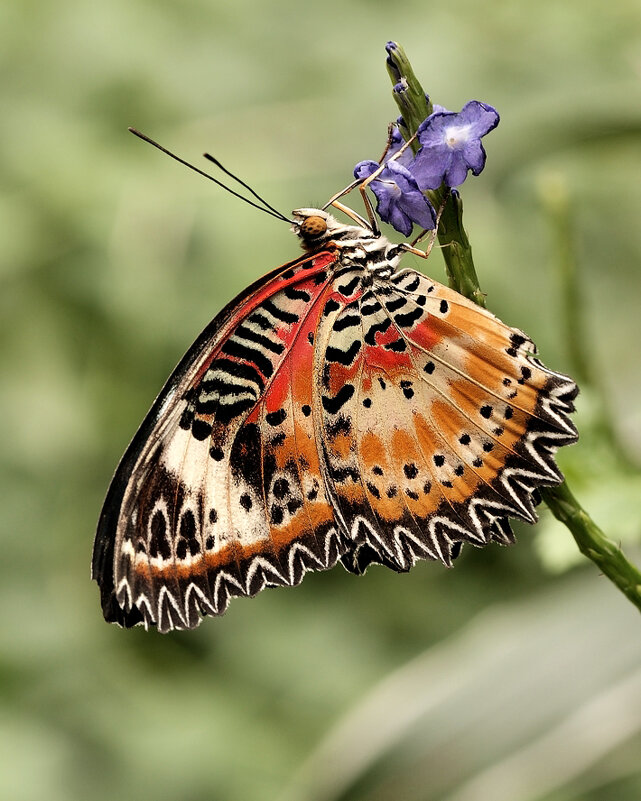 Cethosia cyane - Bo Nik