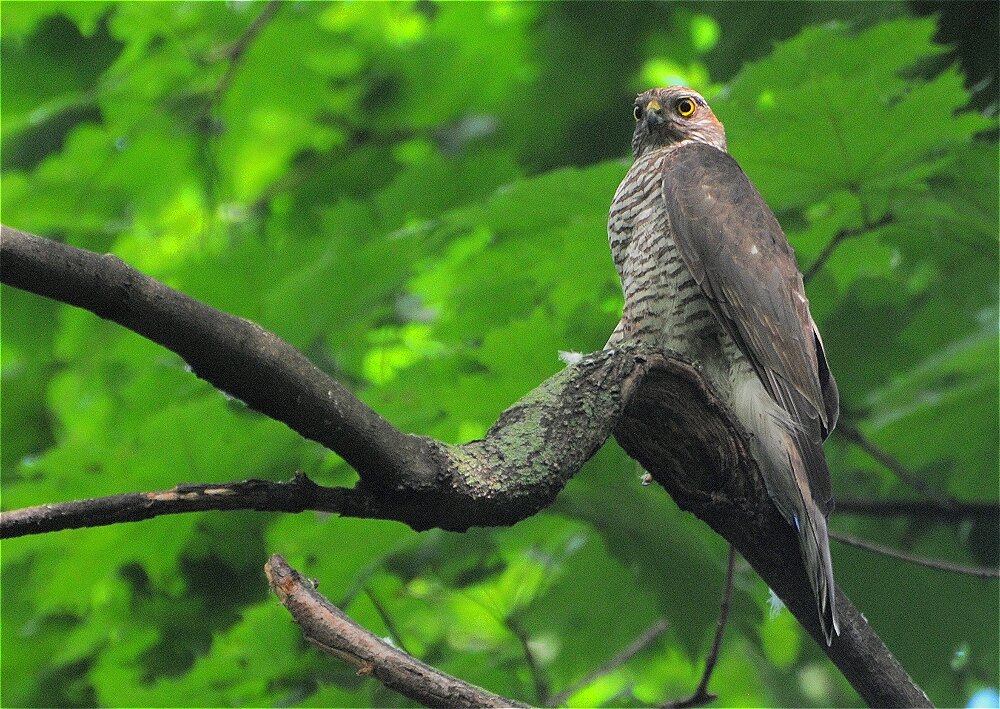 Ястреб-перепелятник(Accipiter nisus) - Иван 