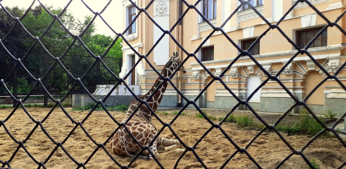 В московском зоопарке... - Елена 