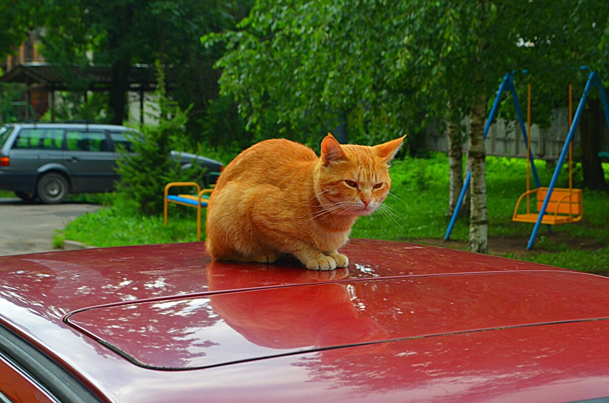 Рыжий, рыжий, рыжий кот... - Владимир Павлов