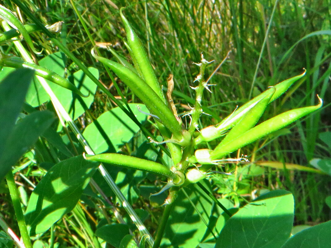 Остролодочник беловатый  (Oxytropis candicans.  семена) - ivan 