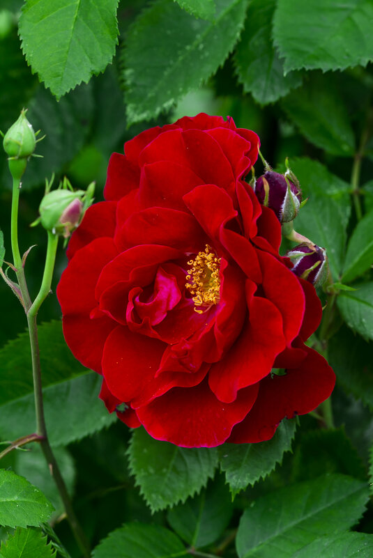 цветок плетистой розы - Наталья Крюкова