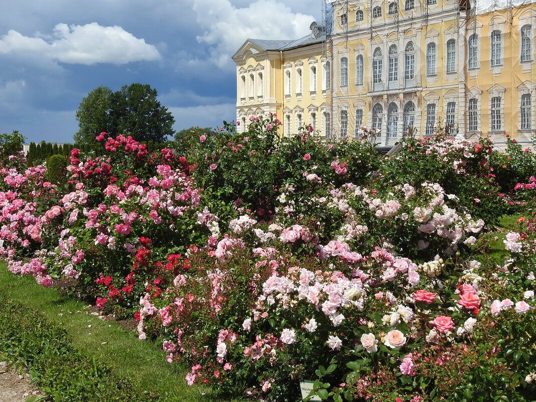 розовый сад Рундальского дворца - ИННА ПОРОХОВА