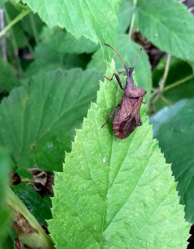 Picromerus bidens Pentatomidae - Мила Бовкун