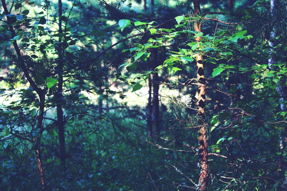 Forest - Андрей Константин