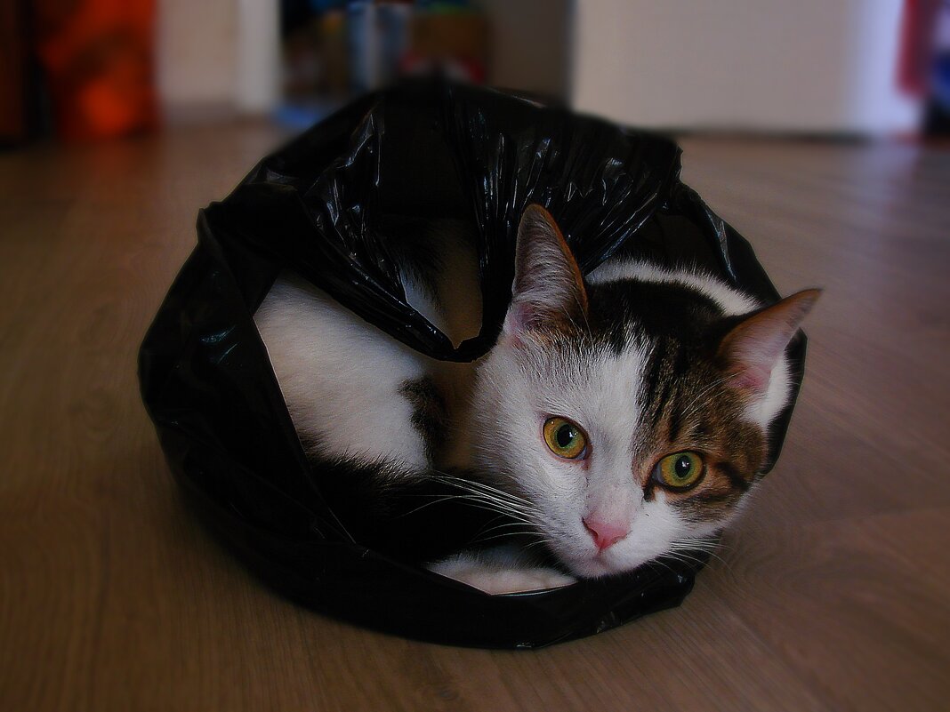 Кот в мешке. - ANNA POPOVA