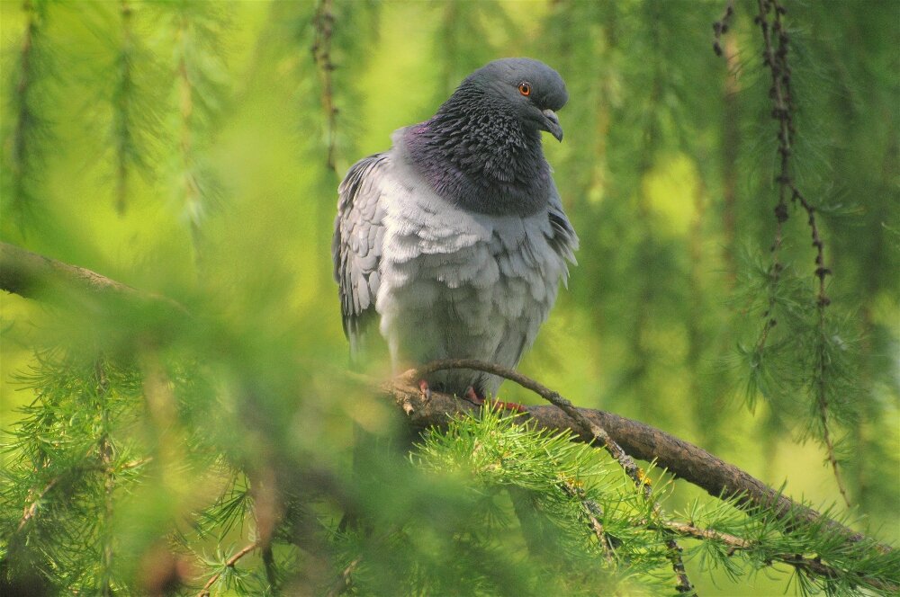 Сизый голубь (Columba livia) - Иван 