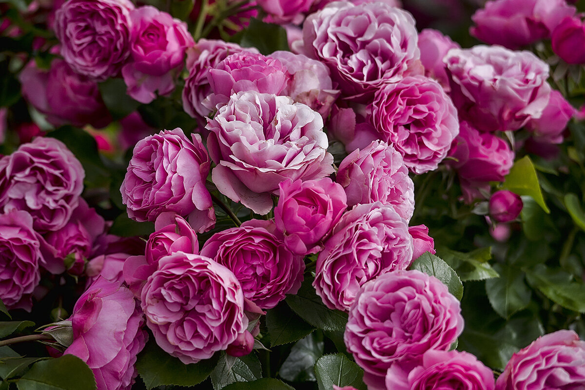 Розовые розы - Александр 