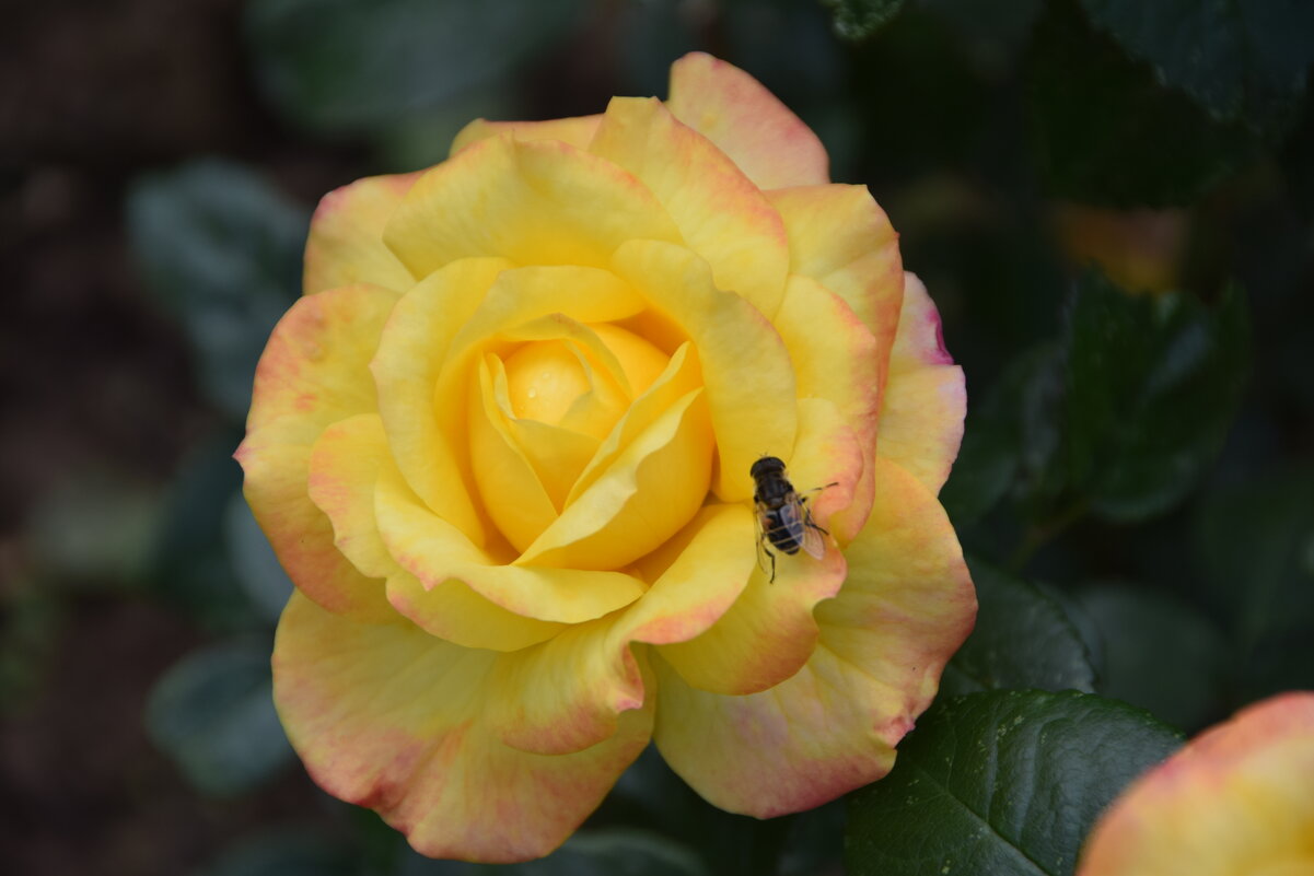 Роза жёлтая,роза чайная аромата необычайного.Красота её—штука сложная,бесшабашная,невозможная..., - Galina Leskova